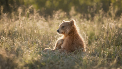 closed mouth, outdoors, blurry, no humans, depth of field, blurry background, animal, grass, realistic, animal focus, tiger