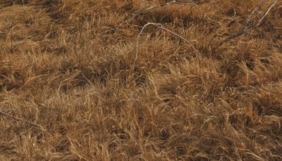 solo,monochrome,outdoors,tree,no humans,traditional media,grass,plant,scenery,branch,brown theme,lying,from above