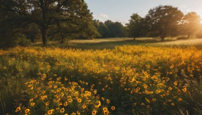 flower,outdoors,sky,day,cloud,tree,blue sky,no humans,sunlight,cloudy sky,grass,nature,scenery,forest,yellow flower,sun,road,field,flower field,landscape,orange flower