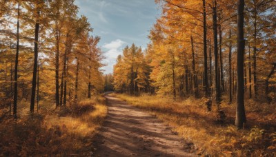 outdoors,sky,day,cloud,tree,blue sky,dutch angle,no humans,leaf,sunlight,cloudy sky,grass,nature,scenery,forest,road,bush,autumn leaves,architecture,east asian architecture,autumn,path,signature,landscape