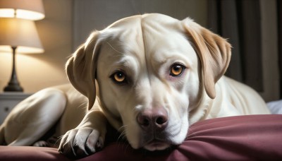 HQ,looking at viewer,brown eyes,lying,indoors,blurry,no humans,bed,depth of field,blurry background,pov,animal,on bed,dog,realistic,lamp,animal focus,whiskers,horror (theme),what,solo,pillow