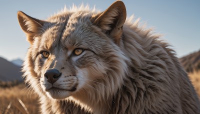 solo,brown eyes,closed mouth,yellow eyes,outdoors,sky,day,blurry,blue sky,no humans,depth of field,blurry background,animal,cat,portrait,mountain,realistic,animal focus,whiskers,close-up,brown fur