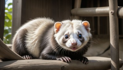 HQ,solo,looking at viewer,open mouth,blue eyes,blurry,no humans,blurry background,animal,fangs,cat,claws,realistic,animal focus,mouse,whiskers,white fur