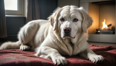 HQ,looking at viewer,blue eyes,lying,indoors,blurry,collar,no humans,window,bed,animal,fire,on stomach,curtains,dog,realistic,blanket,candle,animal focus,rug,fireplace,signature,pillow,flame