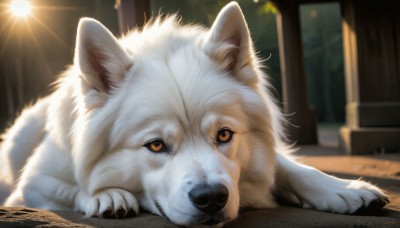 HQ,looking at viewer,closed mouth,outdoors,lying,indoors,blurry,tree,orange eyes,no humans,blurry background,animal,sunlight,dog,realistic,animal focus,wolf,solo,signature