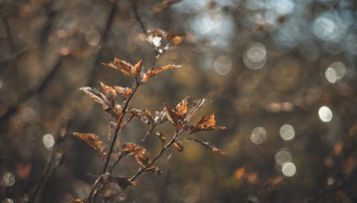 flower,signature,blurry,no humans,depth of field,blurry background,leaf,white flower,scenery,branch,bokeh,still life,from above,plant,light particles