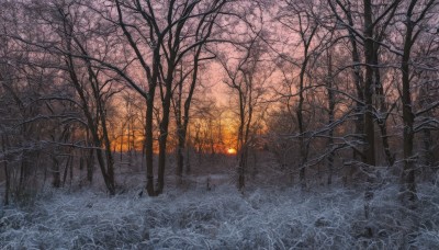 outdoors,sky,tree,no humans,grass,fire,nature,scenery,snow,forest,sunset,winter,bare tree,road,field,landscape,path