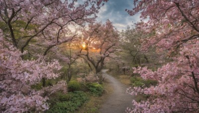 flower,outdoors,sky,day,cloud,tree,blue sky,no humans,cloudy sky,grass,cherry blossoms,nature,scenery,lantern,rock,road,path,spring (season),sunlight,bush,landscape