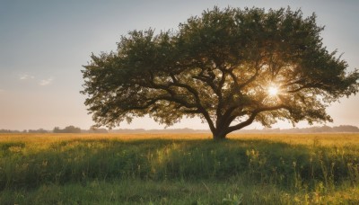 outdoors,sky,day,cloud,tree,blue sky,no humans,sunlight,grass,nature,scenery,sunset,mountain,sun,field,landscape,hill,signature