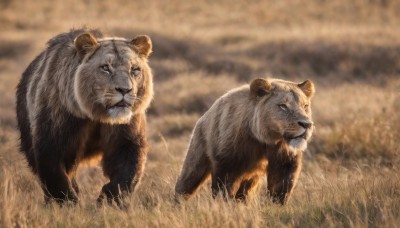 looking at viewer,closed mouth,standing,outdoors,day,signature,blurry,no humans,depth of field,blurry background,animal,grass,realistic,animal focus,lion,sky,cloud,pokemon (creature),cloudy sky