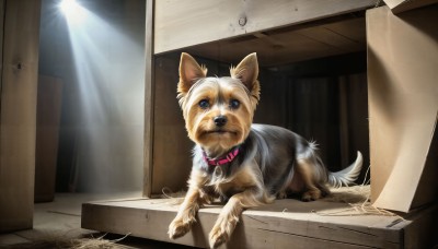 HQ,solo,blue eyes,closed mouth,indoors,signature,collar,no humans,animal,sunlight,box,dog,light rays,realistic,animal focus,animal collar,looking at viewer,red collar,spotlight