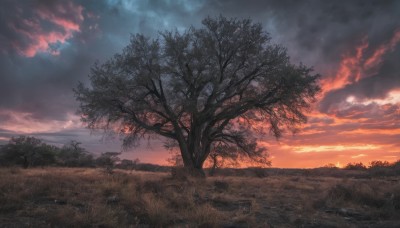 outdoors,sky,cloud,tree,no humans,cloudy sky,grass,nature,scenery,forest,sunset,twilight,evening,landscape,sunlight,horizon