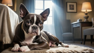 HQ,solo,looking at viewer,brown eyes,lying,day,indoors,blurry,pillow,no humans,window,bed,depth of field,animal,on bed,chair,table,sunlight,cat,on stomach,curtains,wooden floor,realistic,blanket,lamp,bedroom,animal focus,painting (object),rug,closed mouth,scarf,blurry background,on side,dog