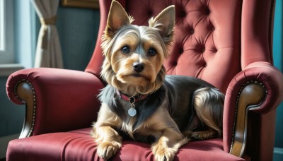 HQ,solo,looking at viewer,blue eyes,indoors,blurry,collar,no humans,window,animal,chair,curtains,couch,dog,realistic,animal focus,red collar,armchair,sitting,blurry background,animal collar