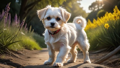 HQ,solo,looking at viewer,blue eyes,closed mouth,full body,flower,outdoors,day,signature,blurry,collar,tree,no humans,depth of field,blurry background,animal,sunlight,grass,nature,dog,realistic,leash,road,animal focus,red collar,animal collar,standing,plant,pet