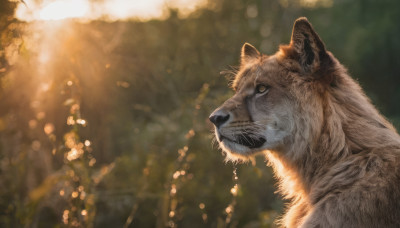 outdoors, blurry, no humans, depth of field, blurry background, animal, realistic, animal focus