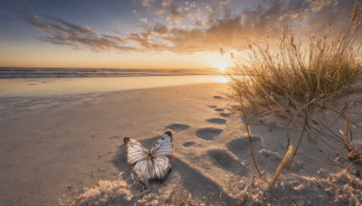 outdoors, sky, cloud, water, tree, no humans, ocean, beach, cloudy sky, bug, butterfly, scenery, sunset, sand, horizon