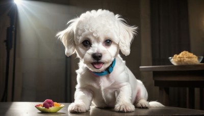 HQ,solo,looking at viewer,open mouth,food,tongue,indoors,tongue out,black eyes,collar,no humans,animal,table,plate,bowl,dog,realistic,animal focus,white fur,pet bowl,pet,brown eyes,blurry,fruit,chair,sunlight,light rays,animal collar,spotlight