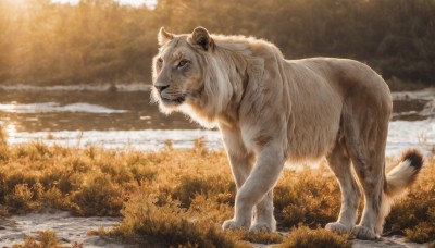 solo,closed mouth,standing,full body,outdoors,day,water,tree,no humans,animal,grass,nature,scenery,realistic,animal focus,tiger,lion,looking at viewer,signature,blurry,forest,bear