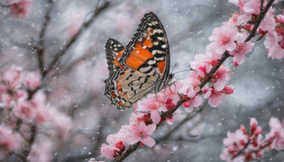 flower, outdoors, wings, blurry, tree, petals, no humans, depth of field, bug, cherry blossoms, butterfly, scenery, snow, pink flower, branch, grey sky