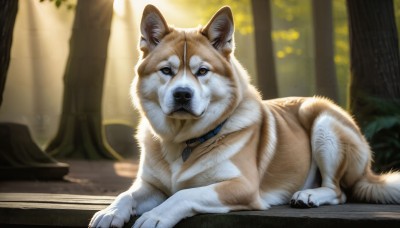 HQ,solo,looking at viewer,brown eyes,outdoors,lying,day,blurry,collar,tree,no humans,blurry background,animal,on stomach,nature,forest,dog,realistic,animal focus,jewelry,full body,necklace,depth of field