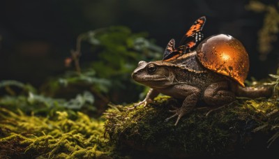 outdoors,wings,blurry,tree,no humans,depth of field,blurry background,animal,bug,plant,nature,realistic,antennae,animal focus,oversized animal,lizard,lying,from side,frog,moss,turtle