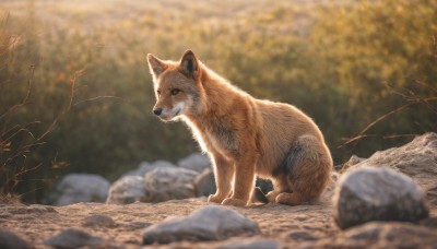 solo,outdoors,day,blurry,black eyes,tree,no humans,depth of field,blurry background,animal,nature,dog,rock,realistic,branch,animal focus,autumn,looking at viewer,signature,water