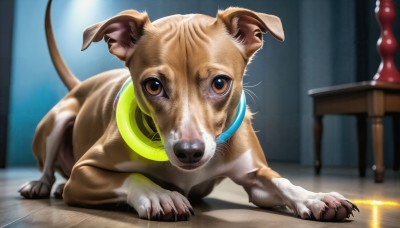 HQ,solo,looking at viewer,brown eyes,full body,indoors,blurry,collar,no humans,depth of field,blurry background,animal,table,claws,dog,realistic,animal focus,brown fur,pet,closed mouth,animal collar