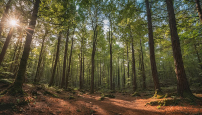 outdoors, sky, day, tree, blue sky, dutch angle, no humans, sunlight, nature, scenery, forest, sun