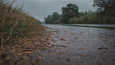 outdoors,sky,day,cloud,water,blurry,tree,no humans,depth of field,cloudy sky,grass,plant,nature,scenery,forest,reflection,grey sky,leaf,realistic,landscape