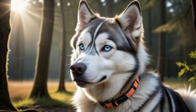 HQ,solo,blue eyes,outdoors,day,blurry,collar,tree,no humans,depth of field,blurry background,animal,sunlight,looking up,nature,forest,dog,light rays,realistic,animal focus,wolf,signature,plant,portrait,close-up,white fur