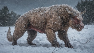 solo,standing,tail,full body,outdoors,horns,sky,teeth,blurry,tree,no humans,animal,fangs,sharp teeth,nature,claws,snow,forest,snowing,realistic,winter,bare tree,tusks,boar,signature,monster