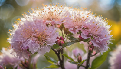 flower, outdoors, day, blurry, no humans, depth of field, blurry background, leaf, white flower, scenery, pink flower, blurry foreground, realistic, bokeh, still life