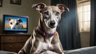 HQ,day,indoors,collar,no humans,window,bed,animal,curtains,dog,realistic,bedroom,television,animal focus,red collar,animal collar,solo,looking at viewer,brown eyes,orange eyes,on bed,sunlight,monitor