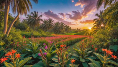 flower, outdoors, sky, cloud, tree, no humans, sunlight, cloudy sky, grass, plant, red flower, nature, scenery, sunset, palm tree, sun