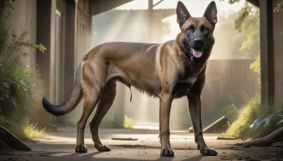 HQ,solo,open mouth,full body,yellow eyes,outdoors,day,tongue,signature,tongue out,collar,tree,no humans,animal,sunlight,plant,dog,realistic,animal focus,looking at viewer,brown eyes,standing,teeth,door,animal collar