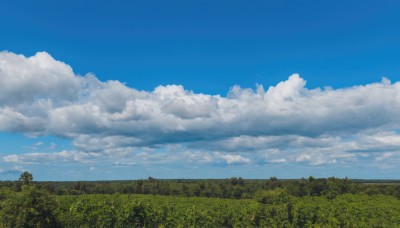 flower,outdoors,sky,day,cloud,tree,blue sky,no humans,cloudy sky,grass,plant,nature,scenery,forest,field,landscape,sunflower,summer