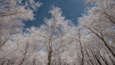 monochrome,outdoors,sky,day,cloud,tree,blue sky,no humans,traditional media,from below,grass,nature,scenery,forest,bare tree,signature,plant,painting (medium)