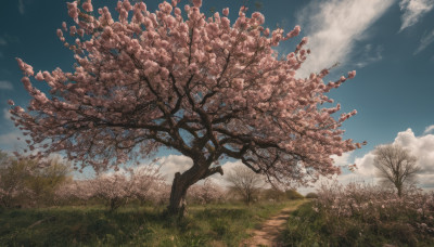 outdoors, sky, day, cloud, tree, blue sky, no humans, grass, cherry blossoms, scenery