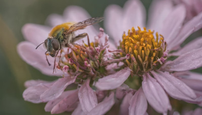 flower, wings, blurry, no humans, depth of field, blurry background, bug, realistic, antennae