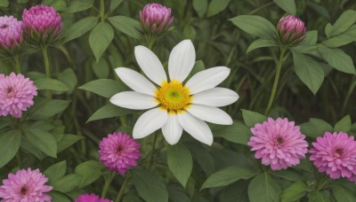 flower,outdoors,blurry,no humans,leaf,plant,white flower,nature,scenery,pink flower,purple flower,still life