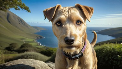 HQ,looking at viewer,brown eyes,outdoors,sky,day,water,collar,tree,blue sky,no humans,bird,ocean,animal,grass,nature,scenery,dog,mountain,realistic,leash,animal focus,river,animal collar,landscape,hill,solo,horizon