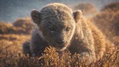 looking at viewer,brown eyes,outdoors,sky,day,signature,blurry,tree,no humans,depth of field,blurry background,animal,fangs,nature,snow,realistic,animal focus,lion,cloud,cloudy sky