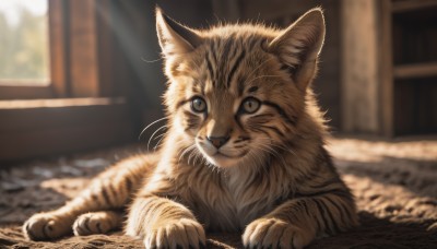 solo,looking at viewer,closed mouth,lying,indoors,blurry,no humans,window,depth of field,blurry background,animal,sunlight,cat,realistic,animal focus,whiskers,carpet,brown eyes,day,signature,on stomach,light rays