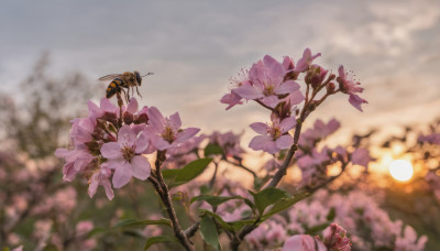 flower, outdoors, sky, cloud, blurry, tree, no humans, depth of field, blurry background, leaf, bug, scenery, pink flower, sun, branch