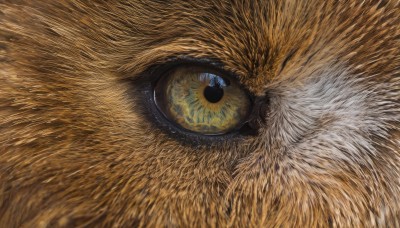 solo,looking at viewer,blue eyes,no humans,animal,traditional media,cat,close-up,reflection,realistic,animal focus,whiskers,oversized animal,eye focus,yellow eyes