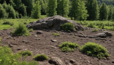 outdoors,day,tree,no humans,traditional media,sunlight,grass,plant,nature,scenery,forest,rock,bush,path,stone,road