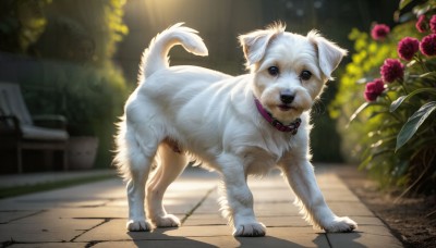 HQ,solo,looking at viewer,blue eyes,standing,full body,flower,outdoors,day,signature,blurry,black eyes,collar,no humans,depth of field,blurry background,shadow,animal,sunlight,cat,plant,dog,realistic,animal focus,animal collar,potted plant