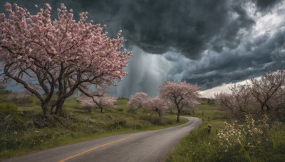 outdoors, sky, cloud, tree, no humans, cloudy sky, grass, cherry blossoms, scenery, road, field, path