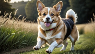 HQ,solo,looking at viewer,open mouth,blue eyes,full body,outdoors,day,tongue,tongue out,blurry,collar,no humans,depth of field,blurry background,animal,grass,nature,dog,realistic,animal focus,standing,red collar,animal collar